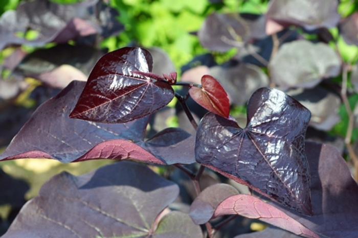 Cercis canadensis Black Pearl®