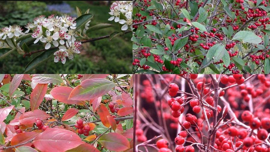 Aronia arbutifolia - Red Chokeberry SS from Panther Creek Nursery