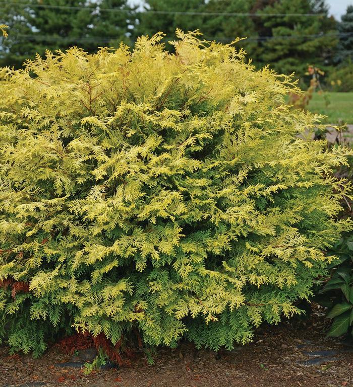 Chamaecyparis obtusa Conschlecht™
