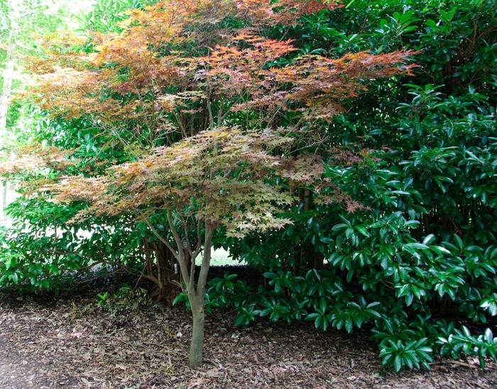 Acer palmatum Fireglow