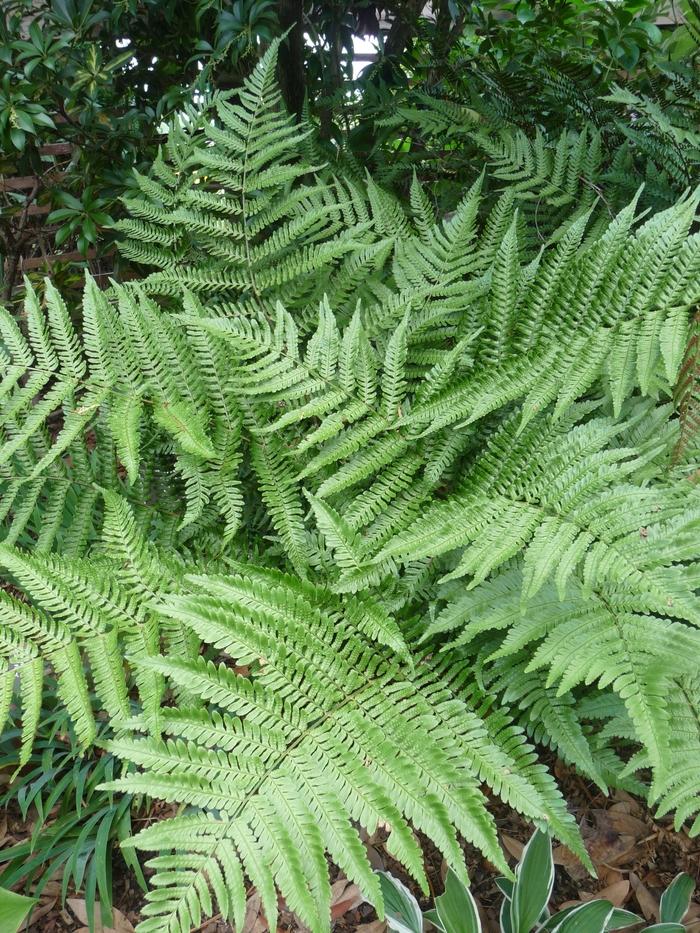 Dryopteris erythrosora 