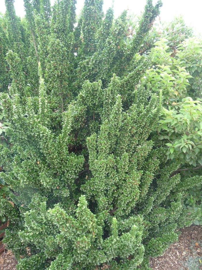Euonymus japonicus Green Spire