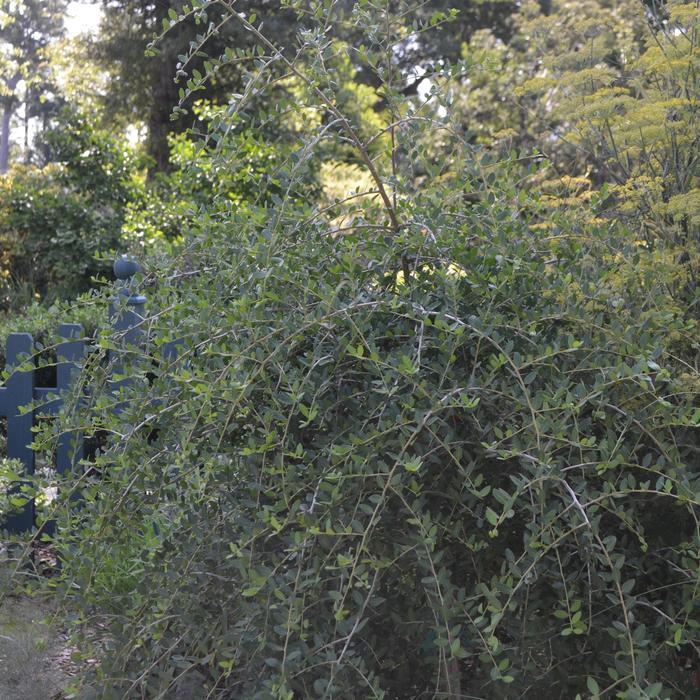 Ilex vomitoria Pendula