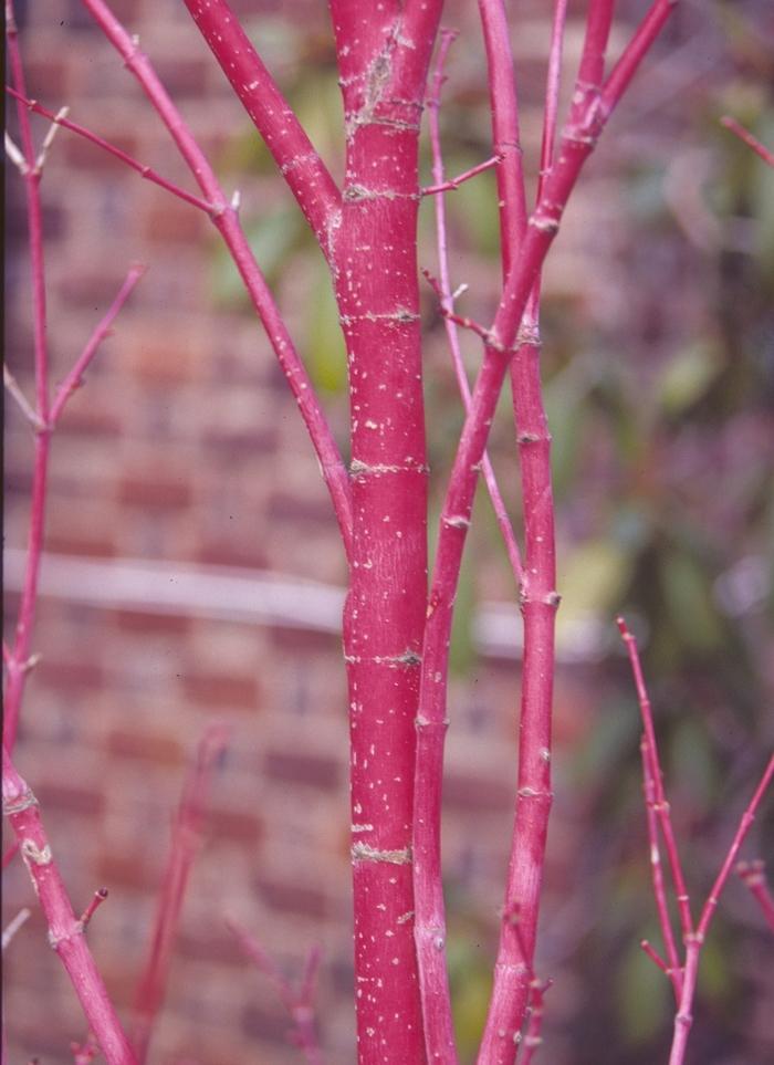 Acer palmatum Sango Kaku