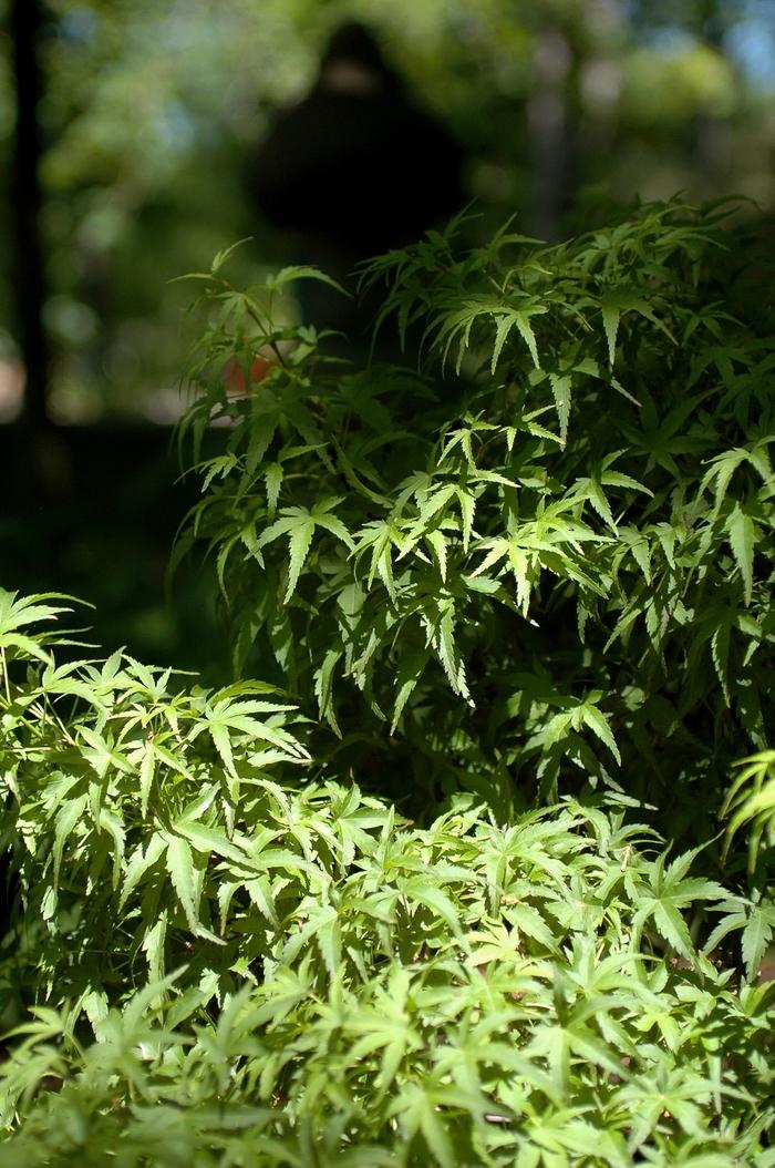 Acer palmatum Sharp's Pygmy