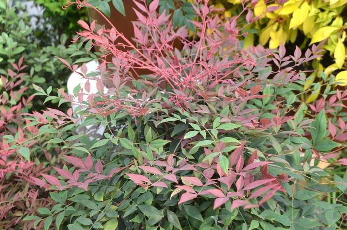 Nandina domestica Obsession™