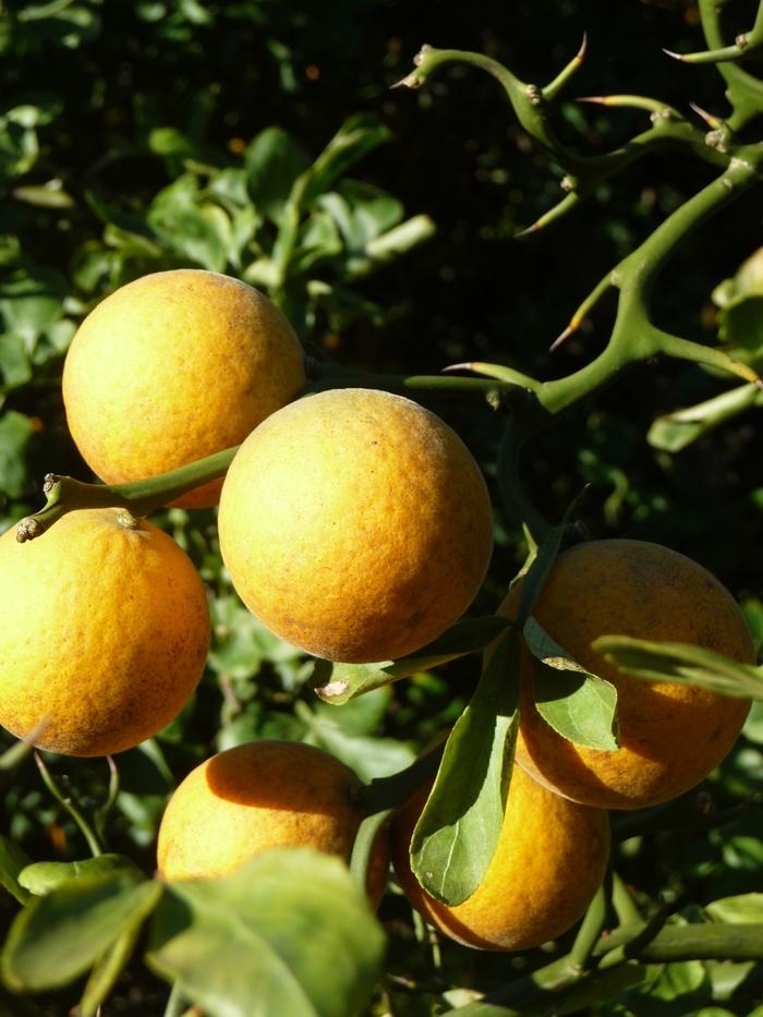 Poncirus trifoliata Flying Dragon