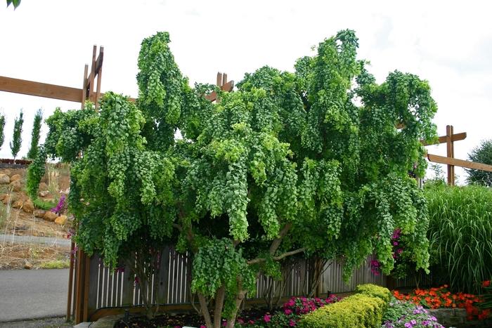 Robinia pseudoacacia Twisty Baby®