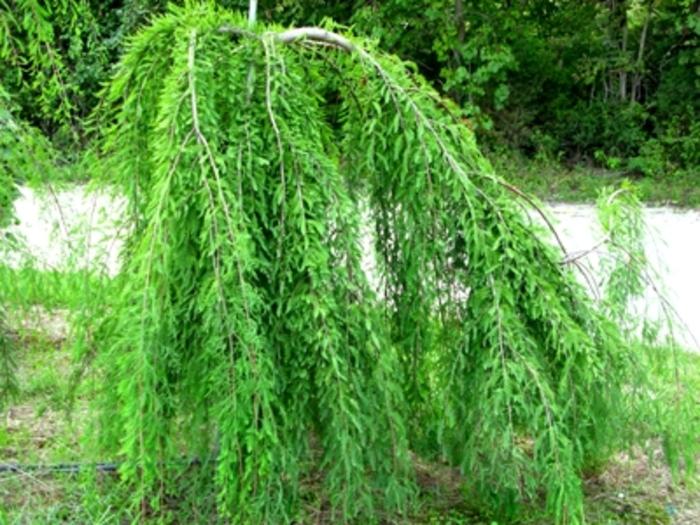 Taxodium distichum Cascade Falls