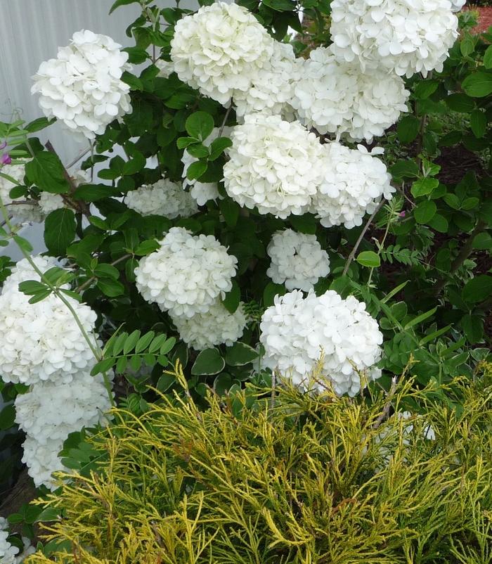 Viburnum macrocephalum Sterile