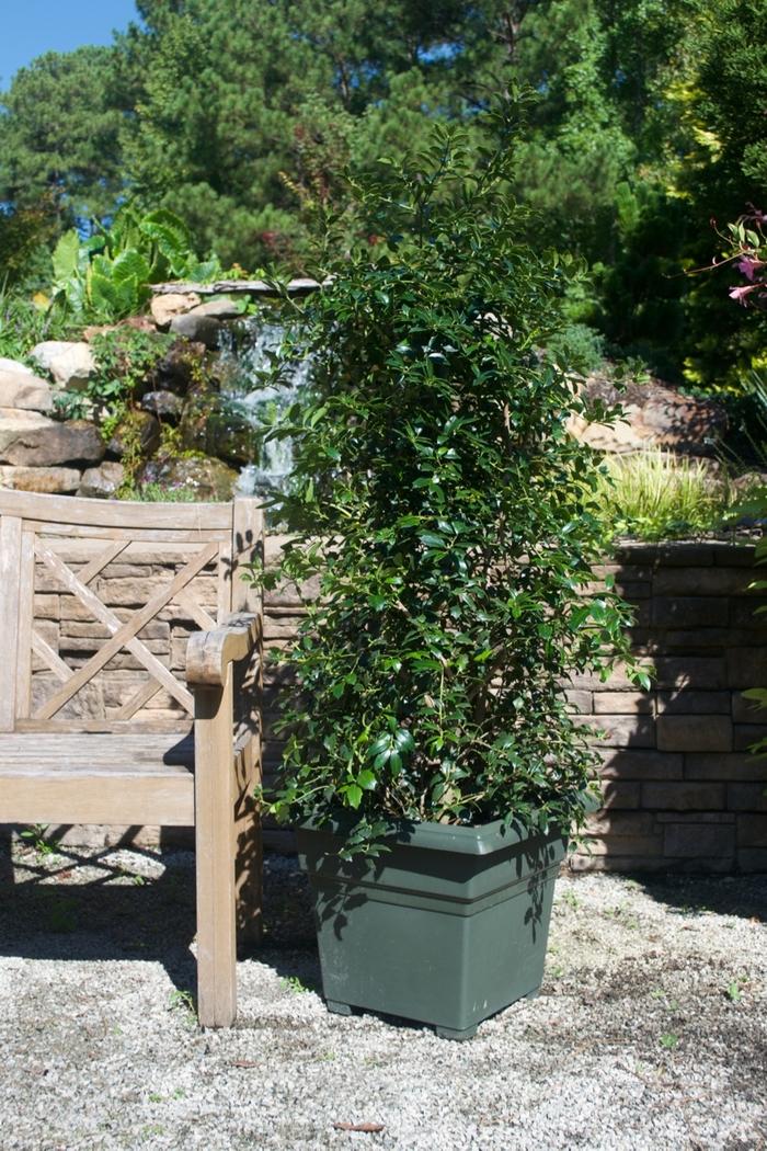 Ilex x Christmas Jewel®