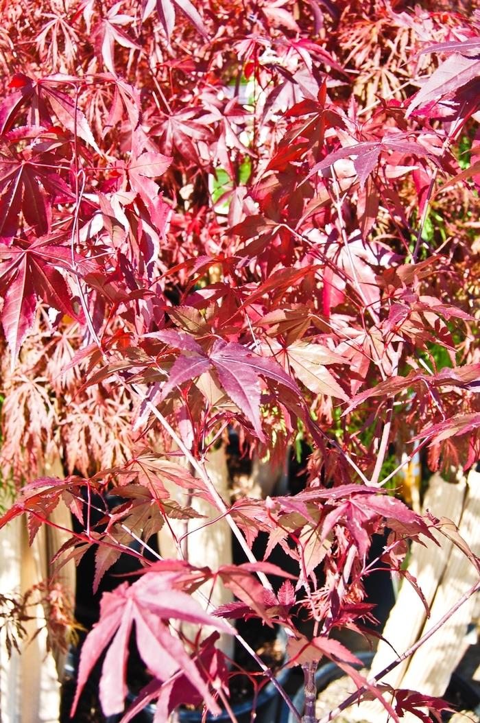 Acer palmatum Emperor I®