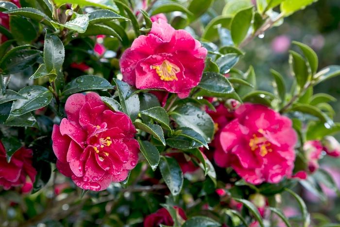 Camellia sasanqua October Magic Ruby