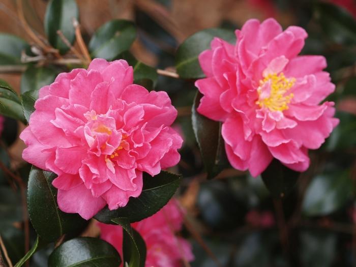 Camellia x Autumn Spirit