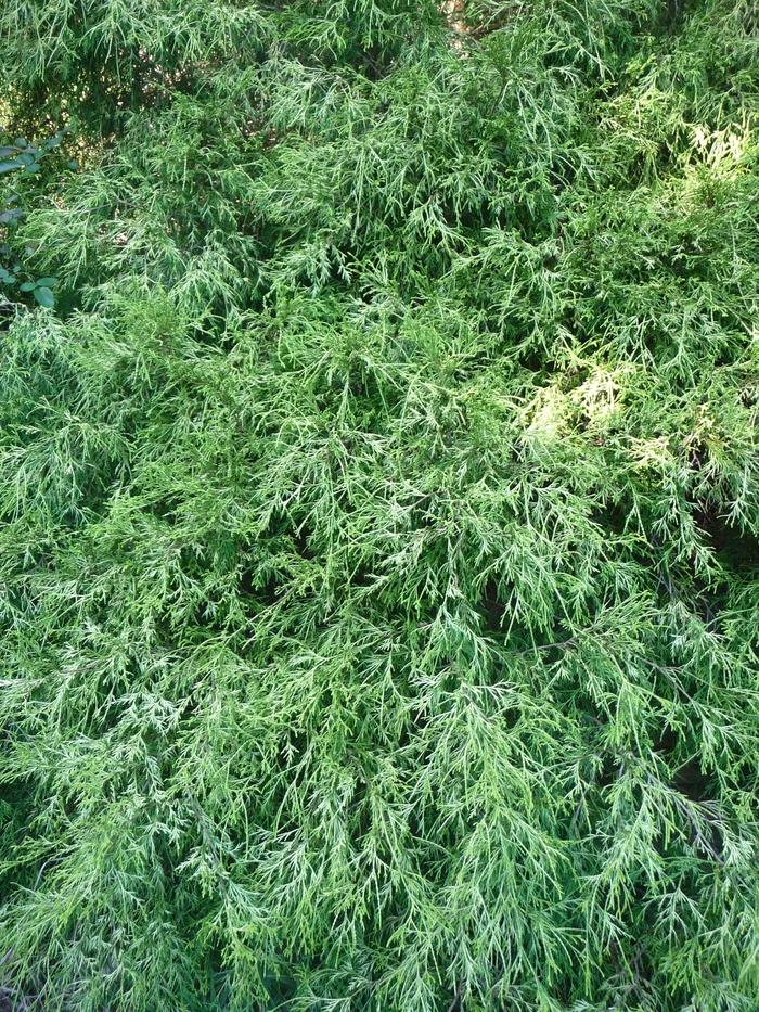 Chamaecyparis pisifera Filifera Aureovariegata