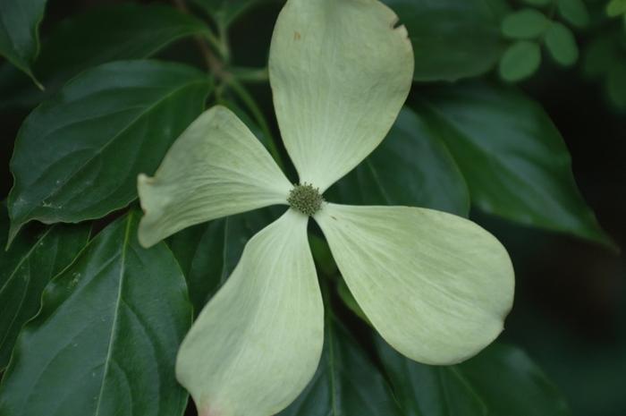 Cornus x Constellation®