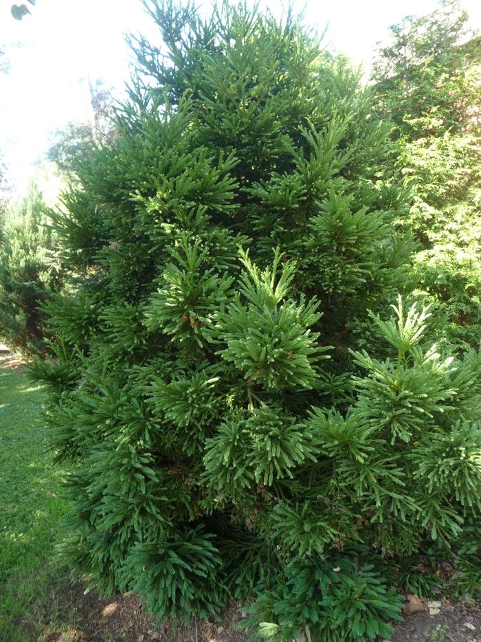 Cryptomeria japonica Gyokuryu