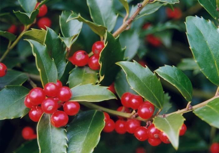 Ilex x Nellie R. Stevens