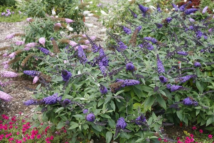 Buddleia Pugster Blue®