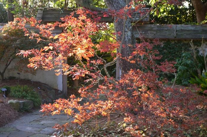 Acer japonicum Aconitifolium