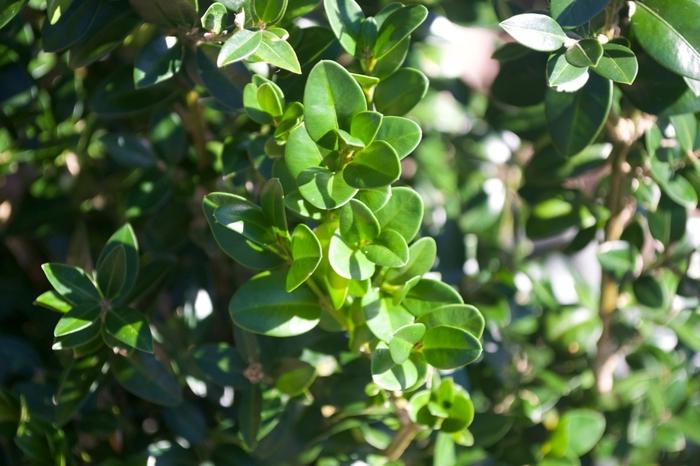 Buxus sempervirens Dee Runk