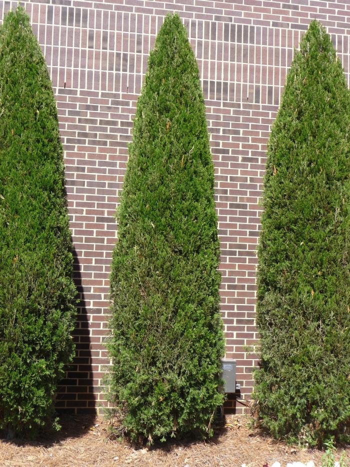 Thuja plicata Green Giant
