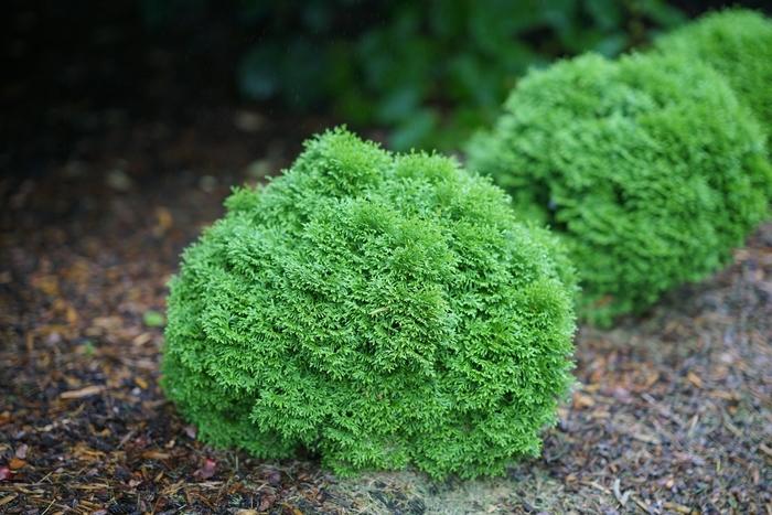 Thuja occidentalis Tater Tot®