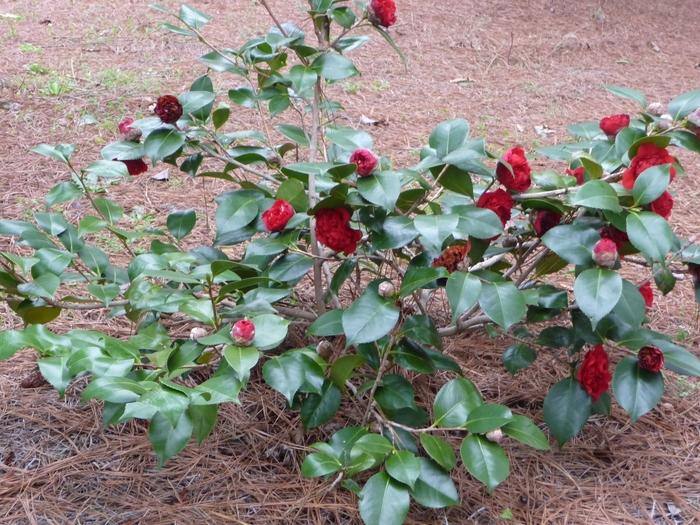 Camellia japonica Professor Sargent