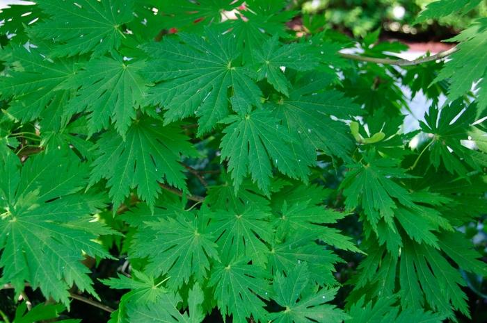 Acer japonicum Rising Sun