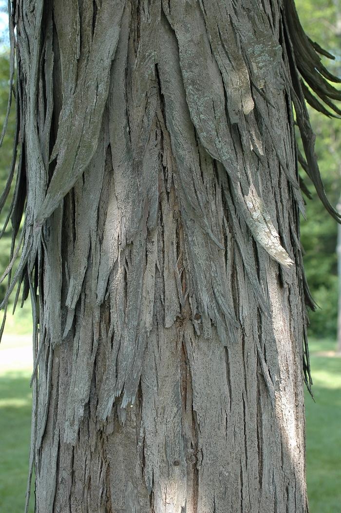 Carya ovata