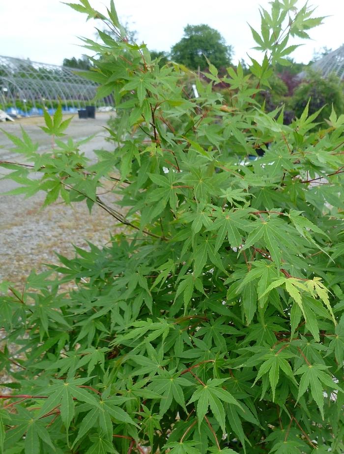 Acer palmatum 