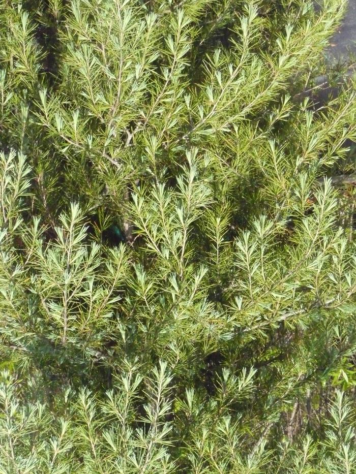 Cedrus deodara