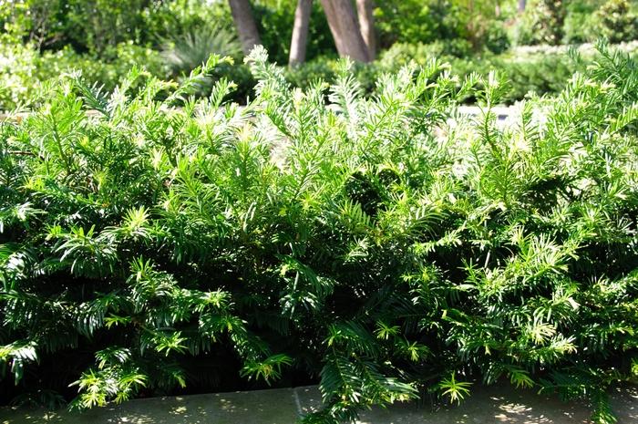 Cephalotaxus harringtonia Hedgehog