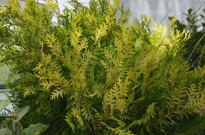 Chamaecyparis obtusa Conschlecht™