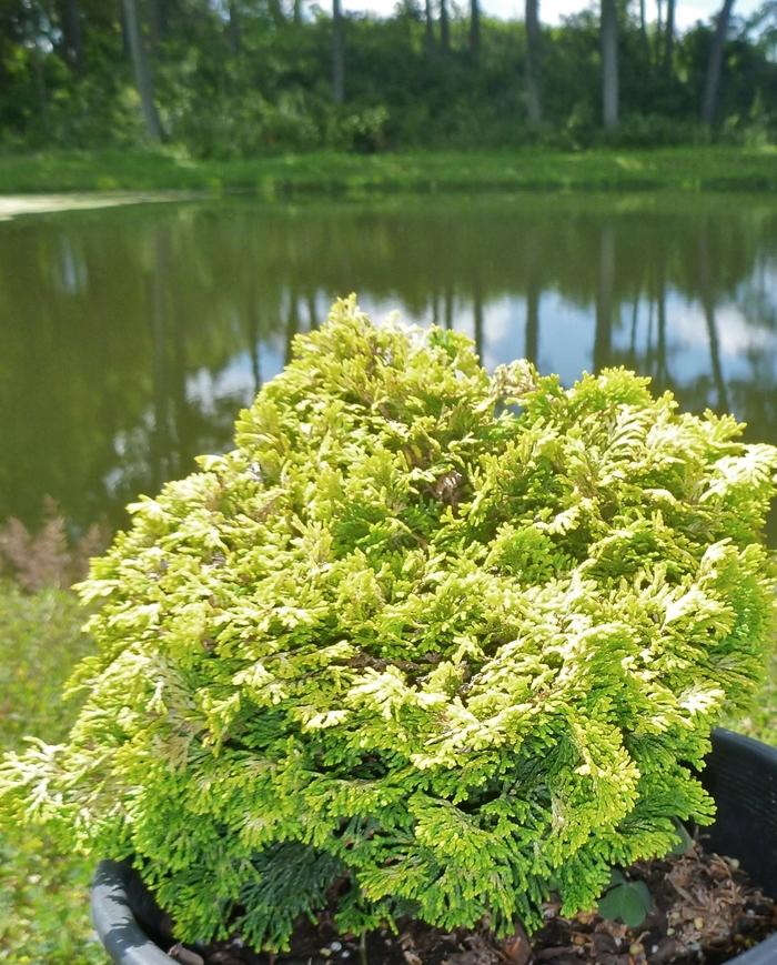 Chamaecyparis obtusa Nana Lutea